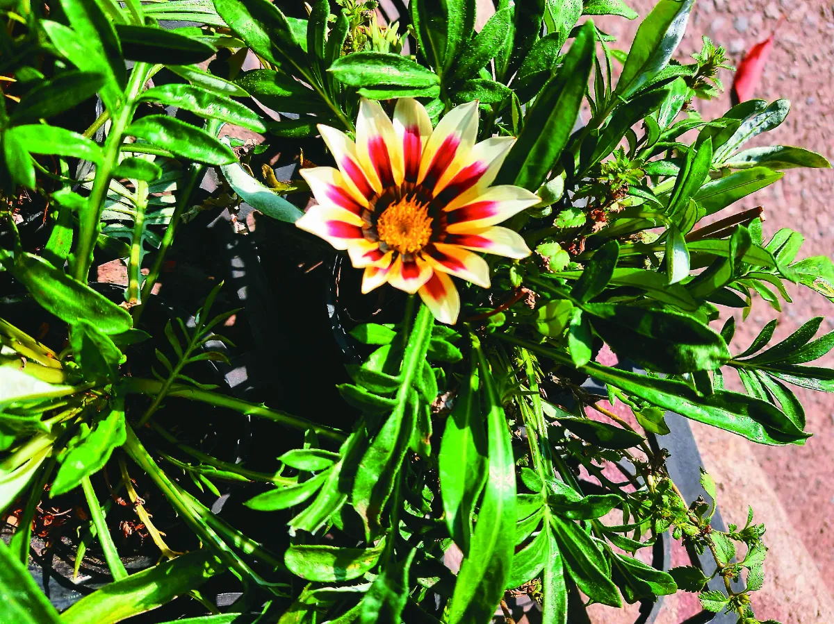 植物教室 小小太陽 勳章菊