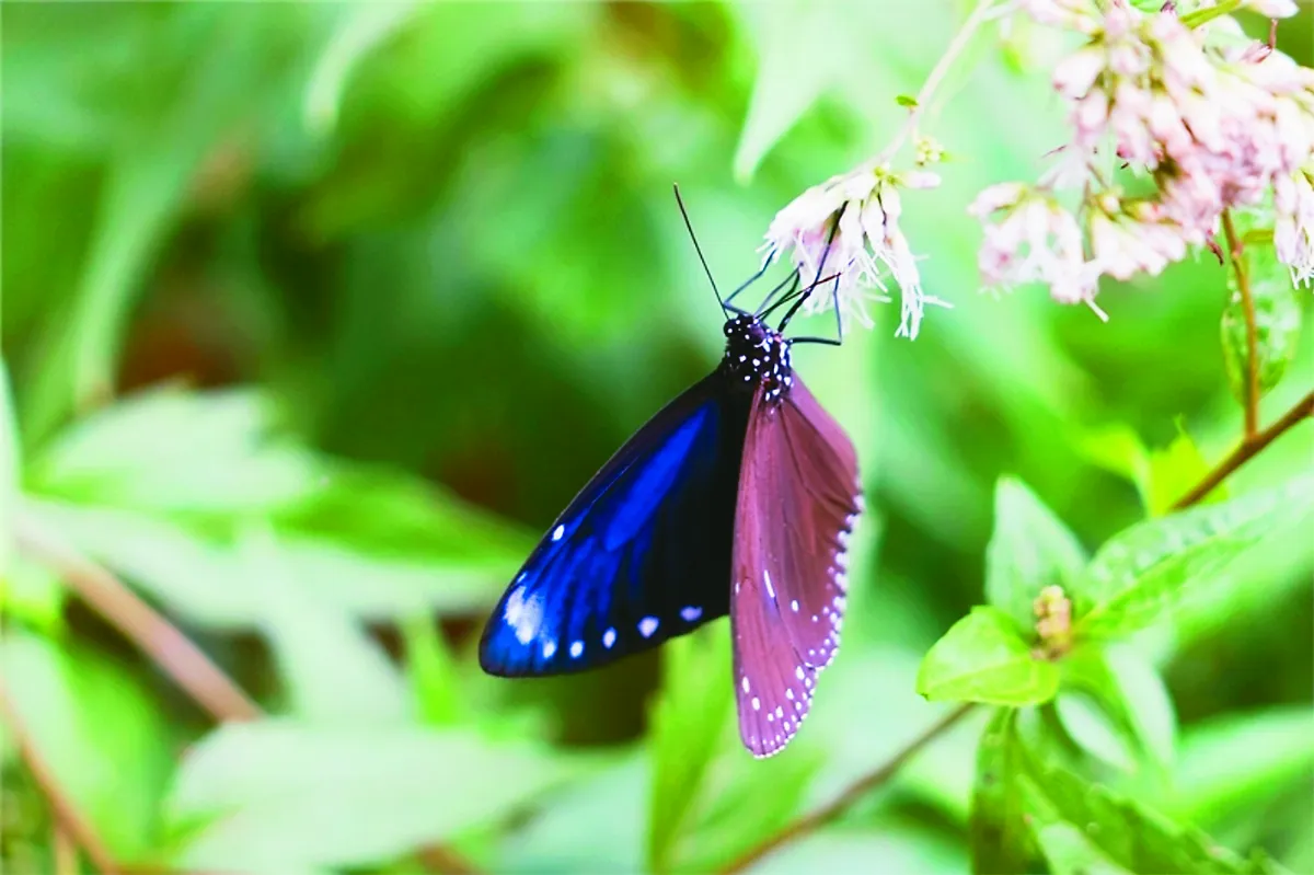 旱見  紫斑蝶未滯留產卵