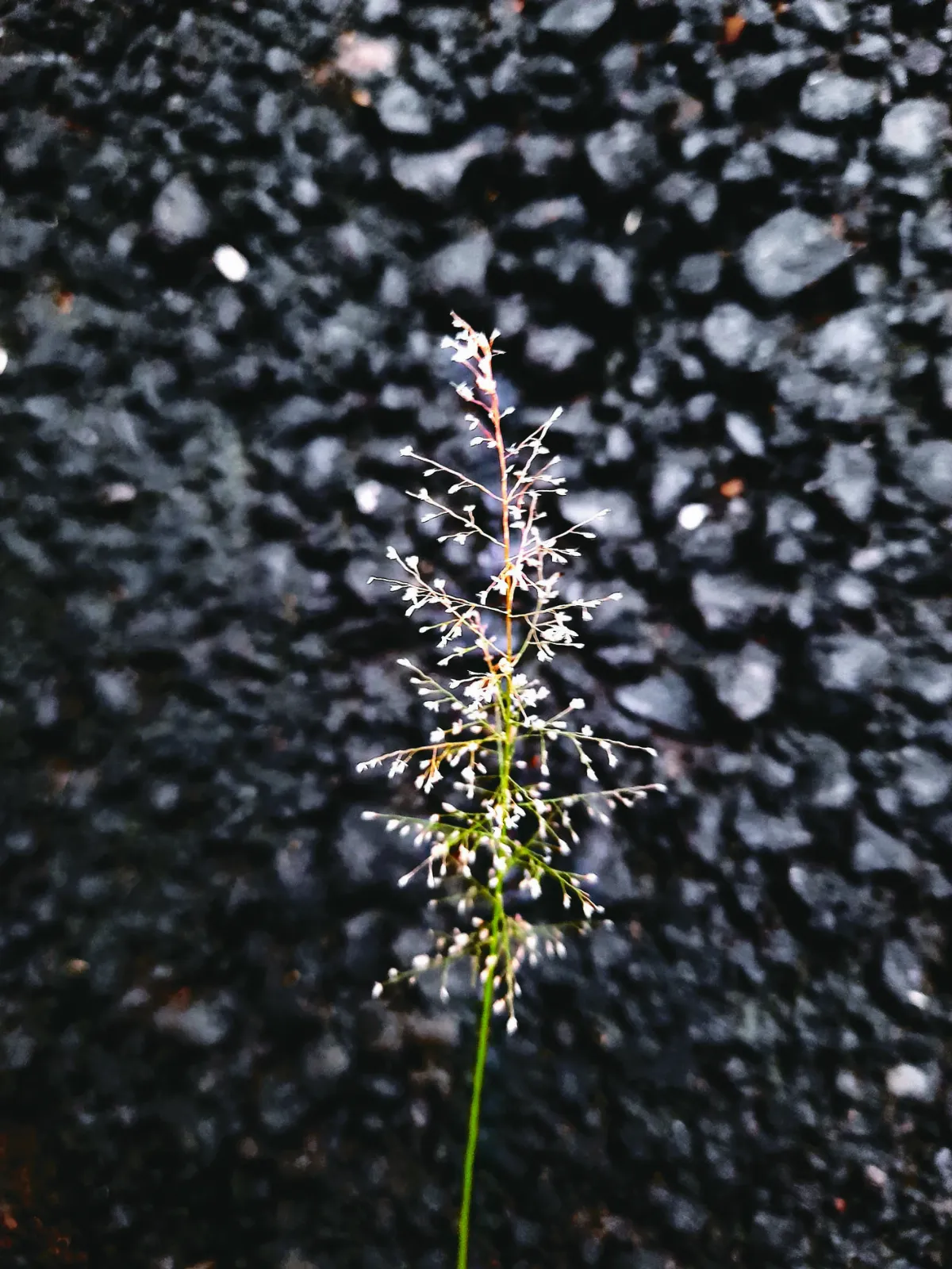 時光小草 鯽魚草
