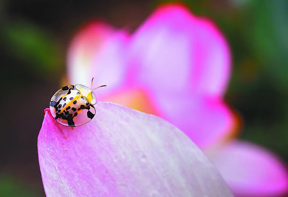 攝影達人 四季如荷