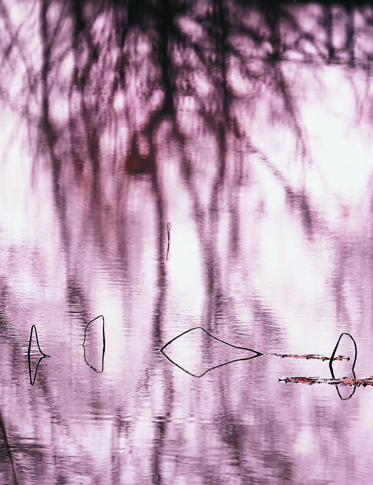 攝影達人 四季如荷