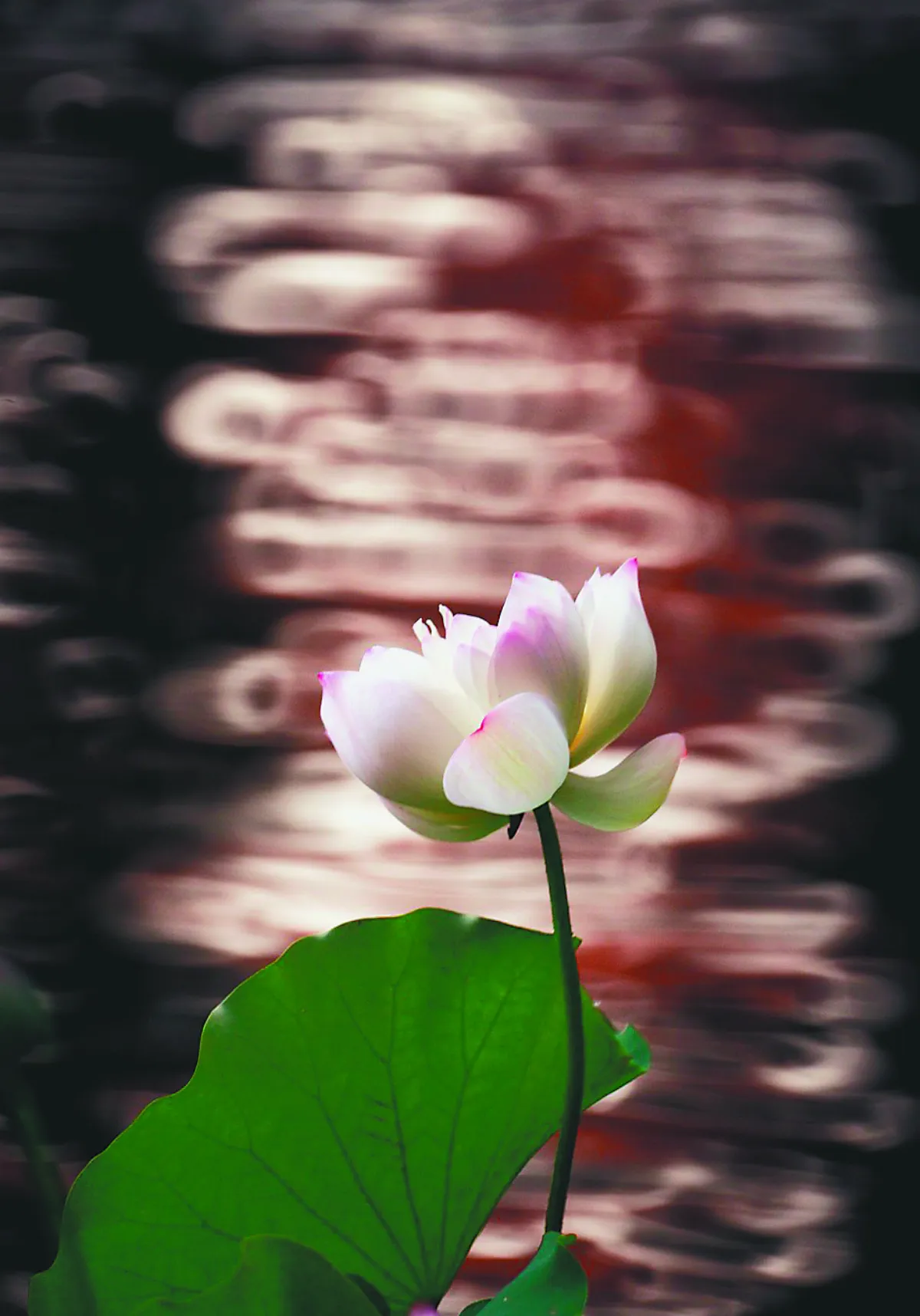 攝影達人 四季如荷