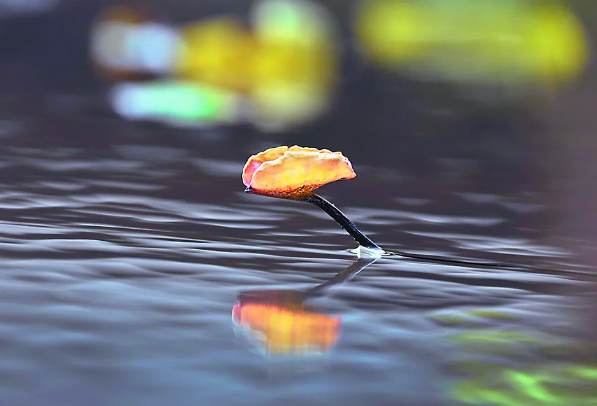 攝影達人 四季如荷