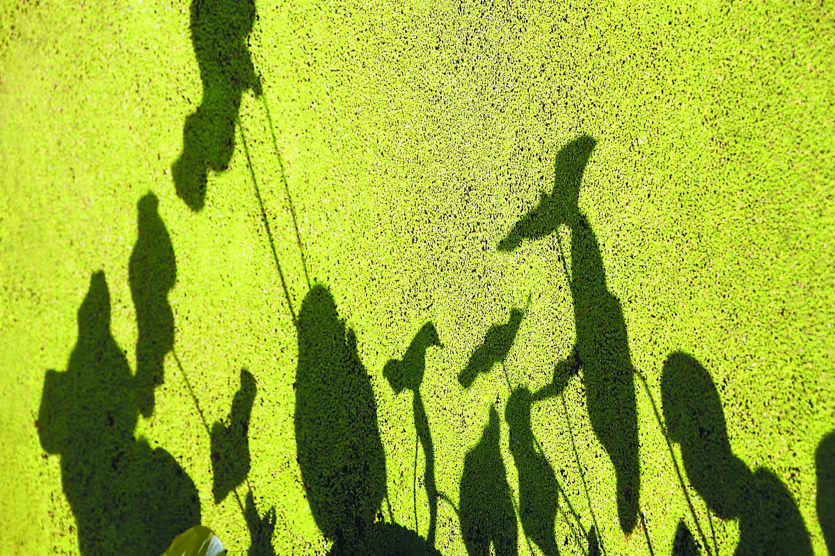 攝影達人 四季如荷