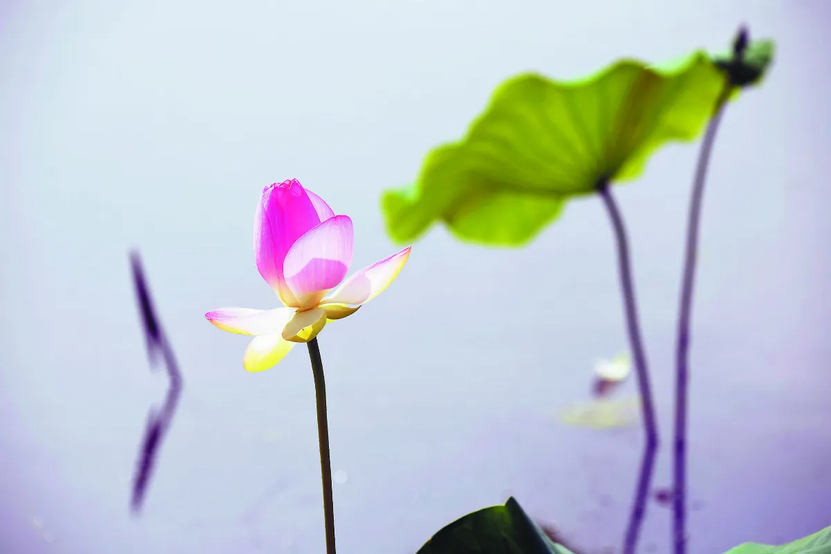 攝影達人 四季如荷