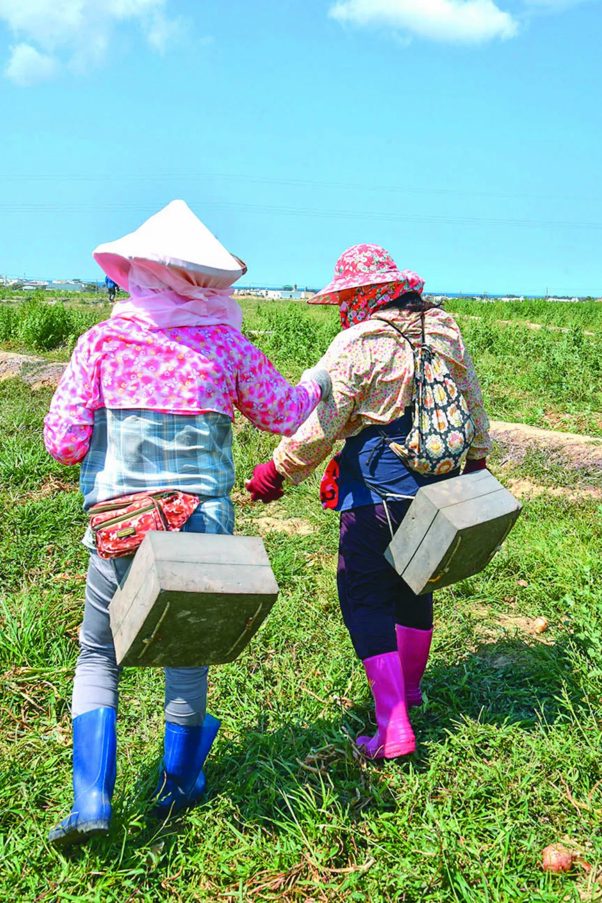 生活快門 農婦巧思