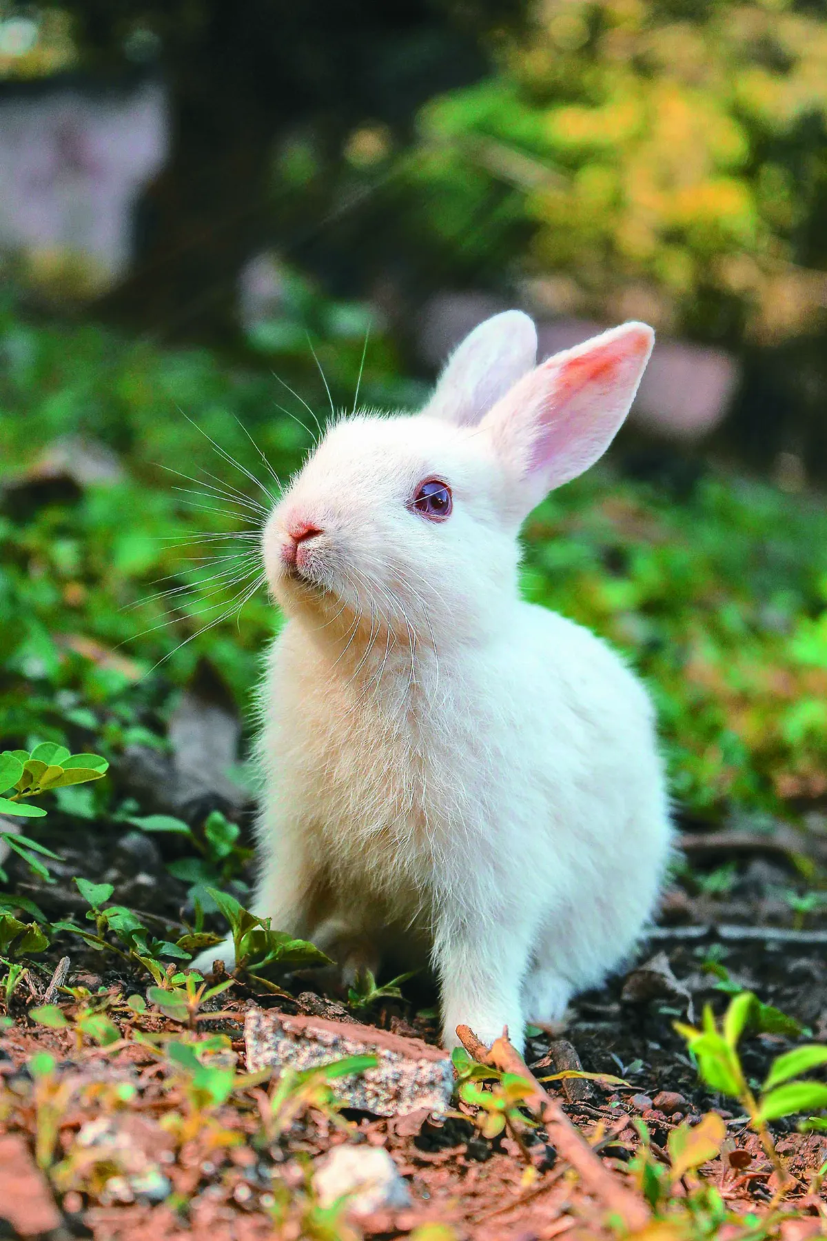 兔兔不哭  為實驗動物請命