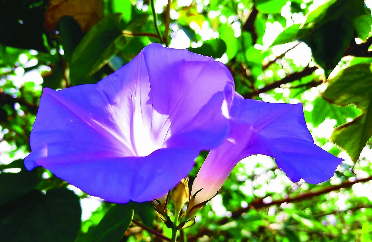 生命畫語 紫花情蘊