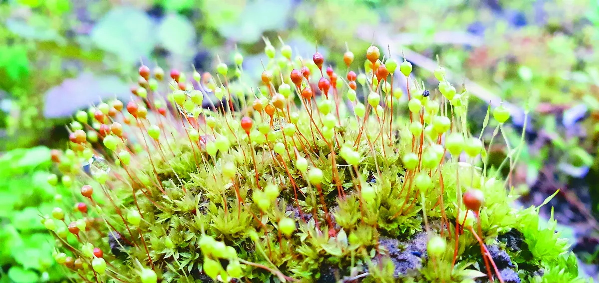 苔蘚大觀園 似鳥喙如梨形的苔類孢子