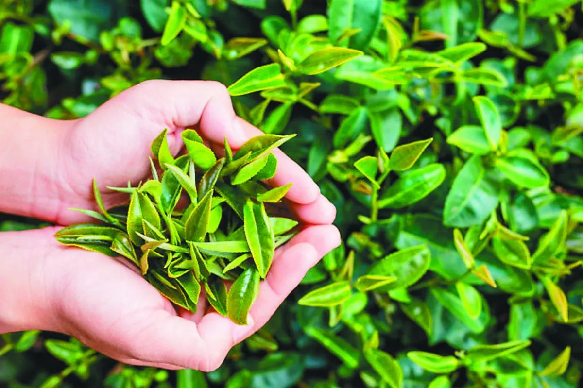 抗發炎、防衰老 喝綠茶好處多多