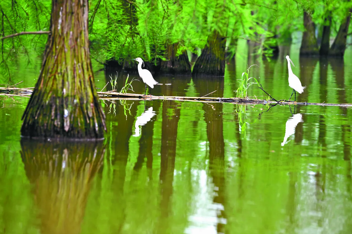 水上森林 鳥類天堂