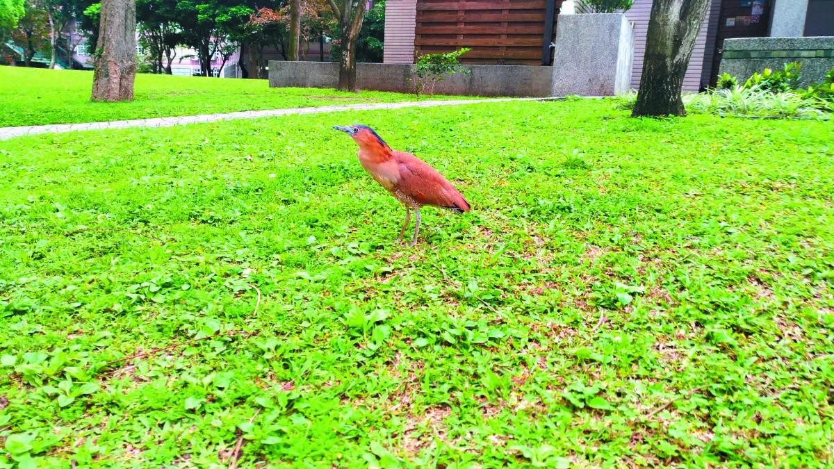 自然筆記 等待中的黑冠麻鷺