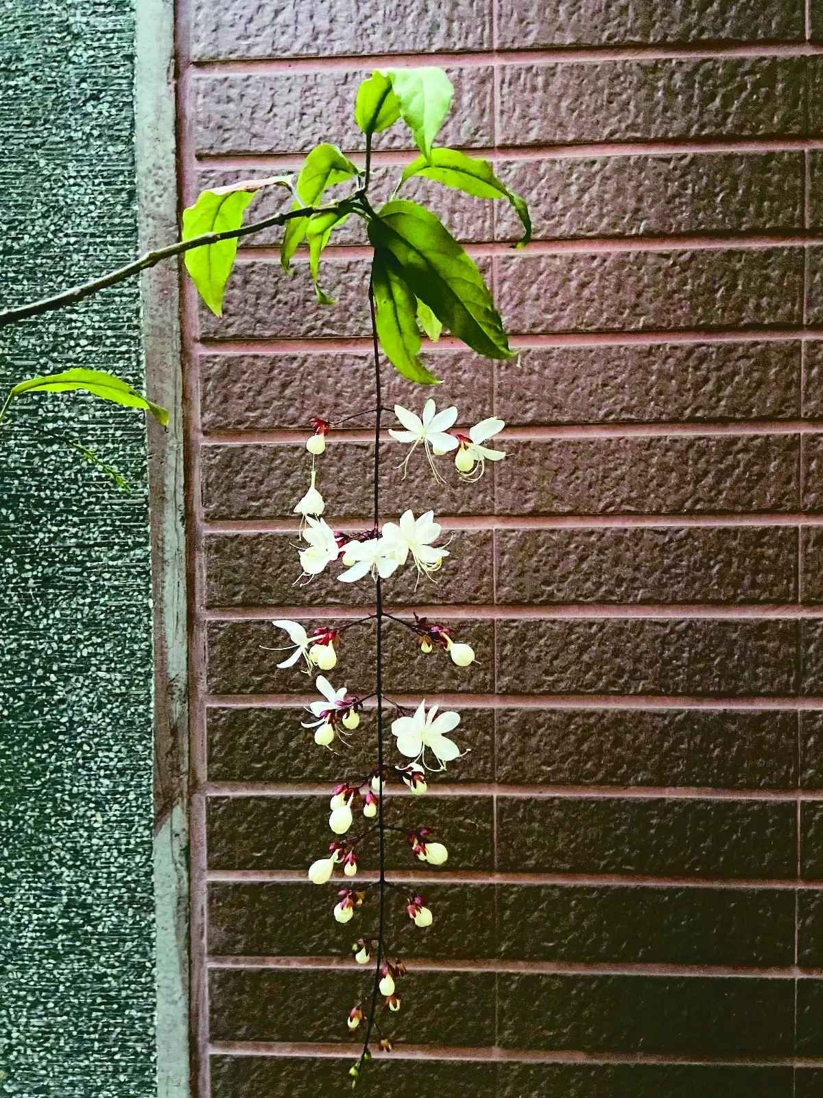 我的心園 白玉蝴蝶垂茉莉
