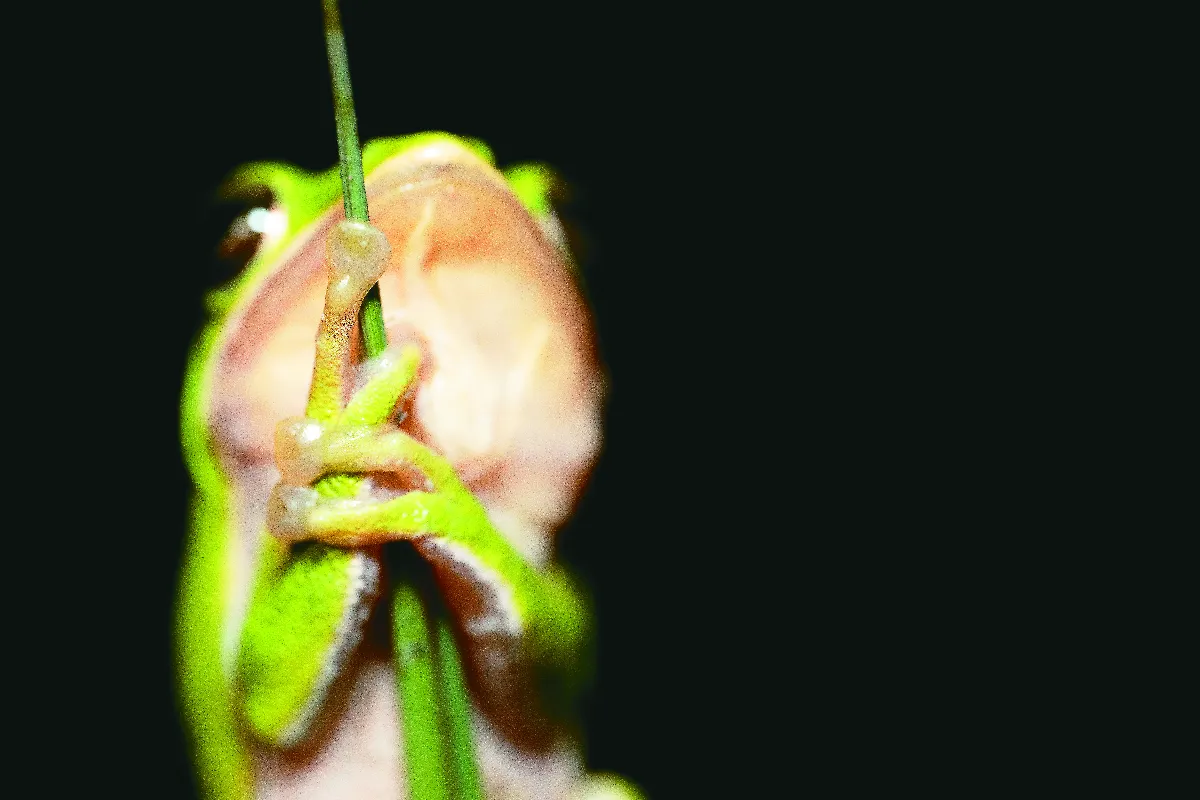 【大自然的善友】 竹林深處的綠色精靈