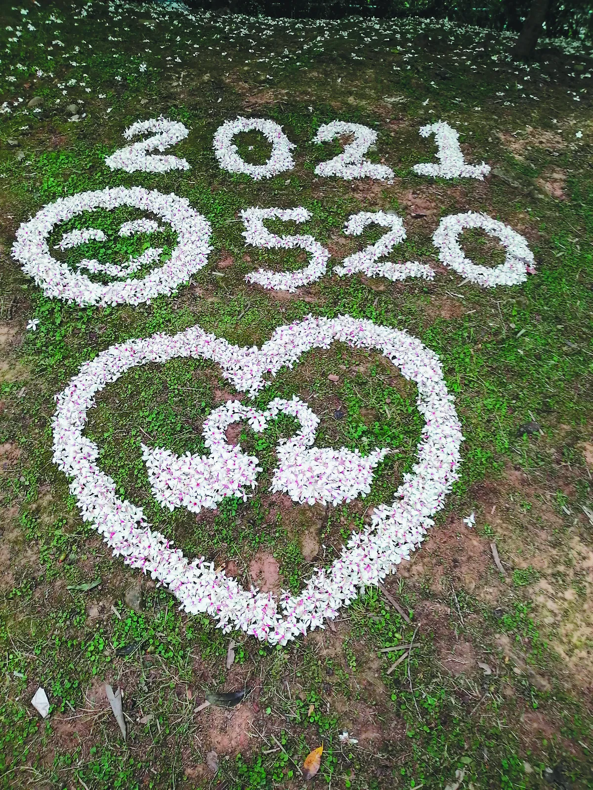 生活 快門 花 畫 5 2 0