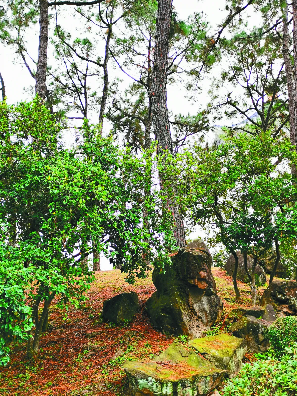 生活快門 金剛猩猩出逃？