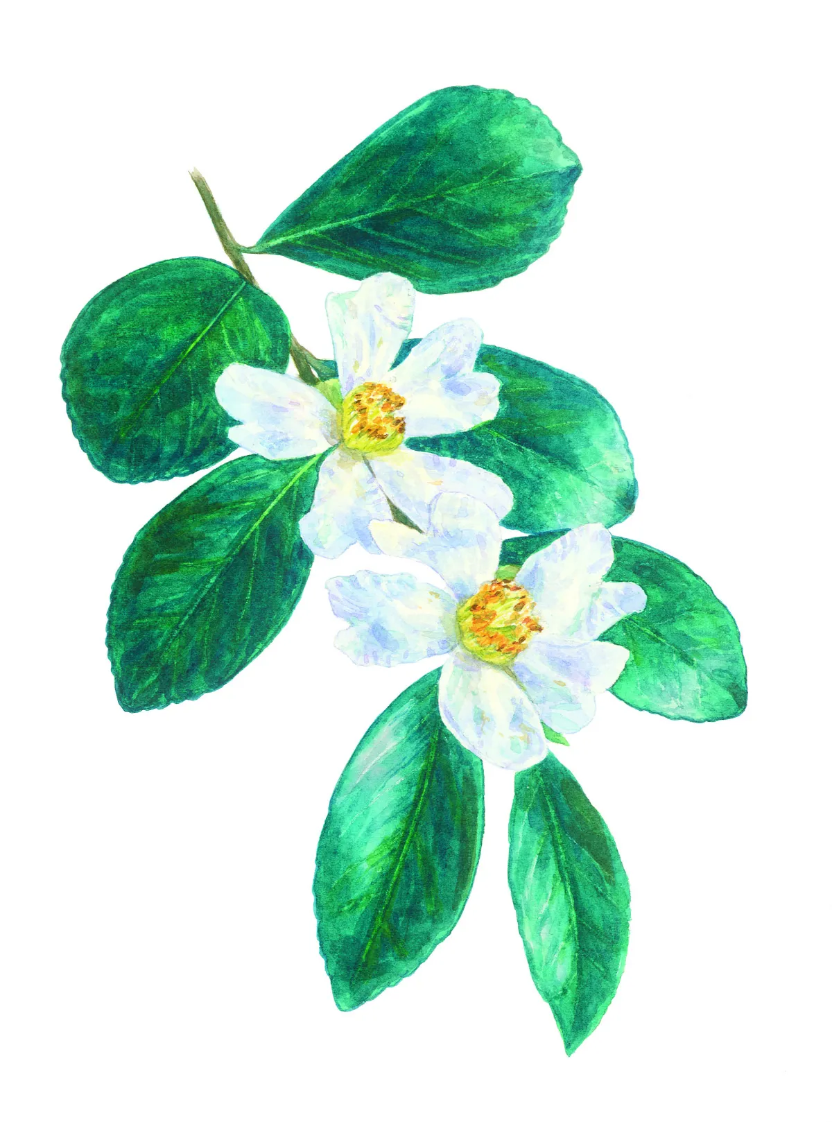 高手在民間 恆春山茶 含苞十月方開花