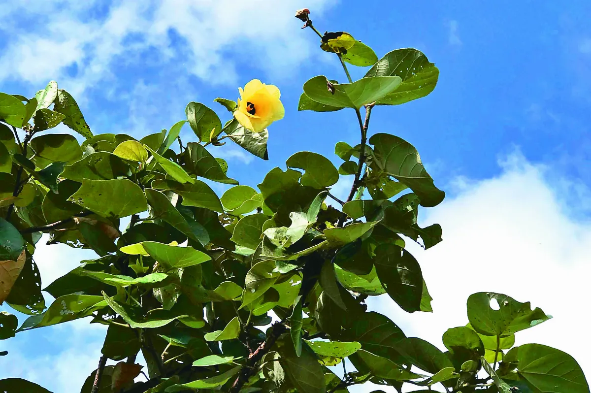 時光重逢 想你，在茉莉花開的季節