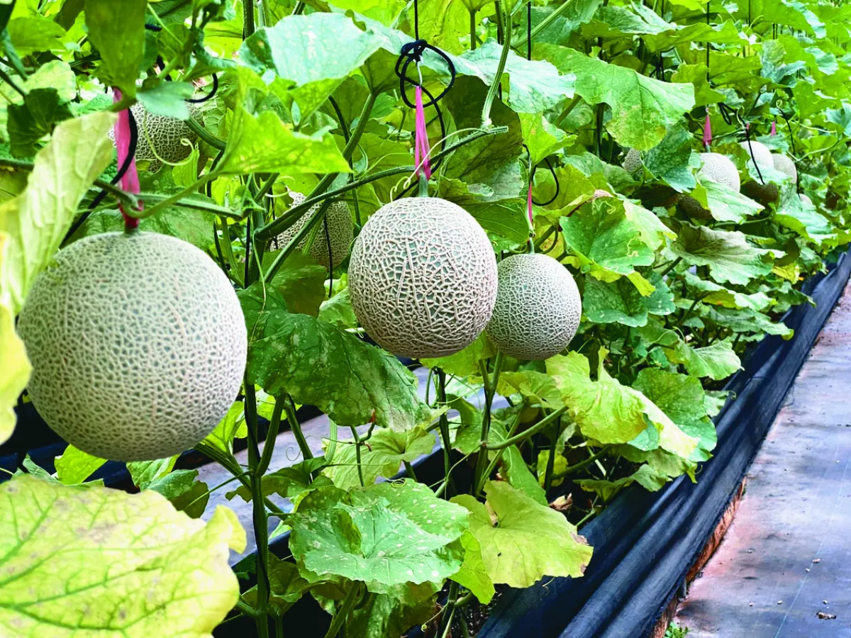 傳承父理念 姐妹種頂級洋香瓜