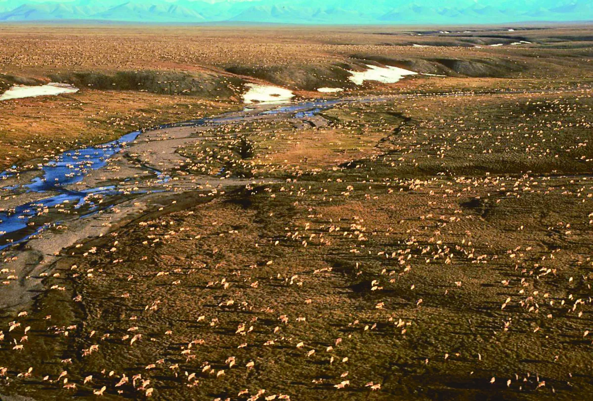 再廢川普政策 阿拉斯加保護區採油 拜登喊停
