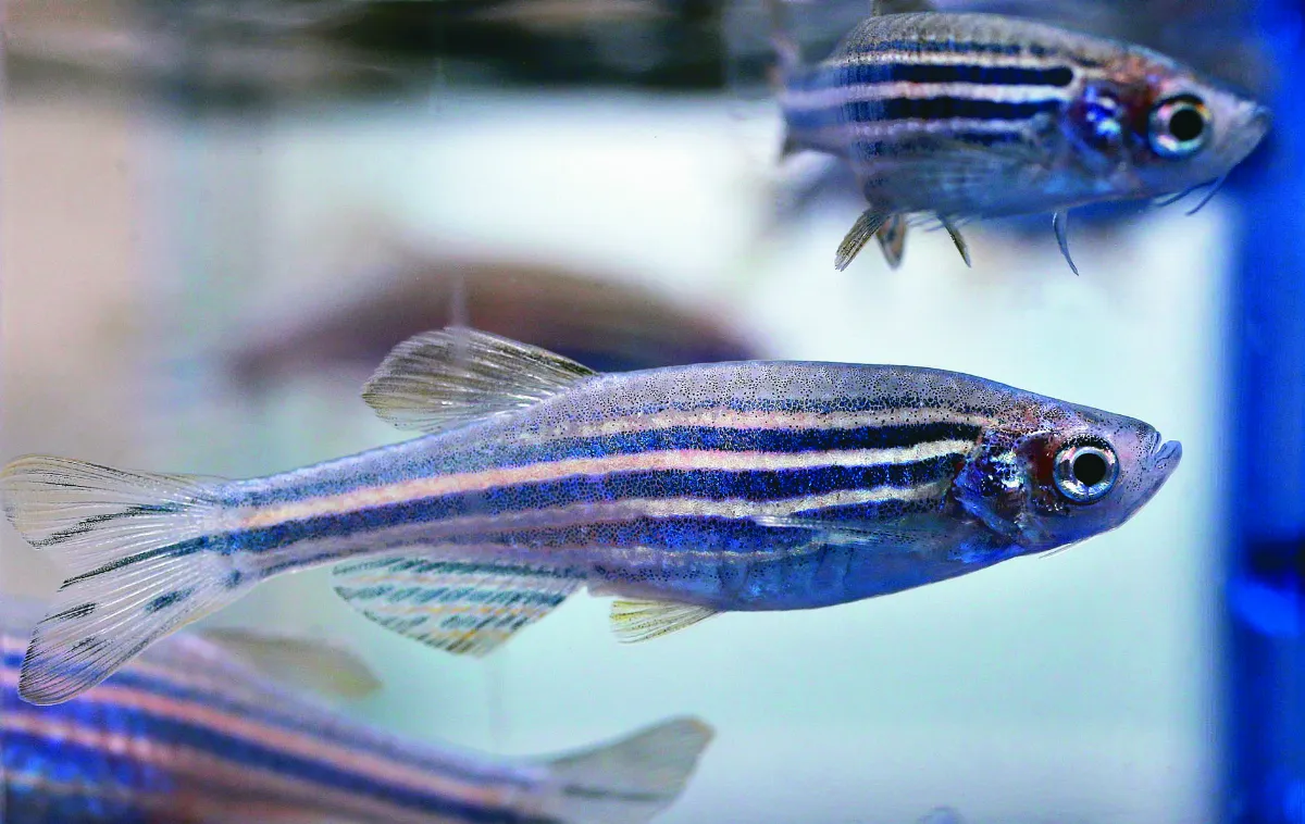 科學家解密基因 發現神祕開關 修復受損心臟 斑馬魚 成心臟病患救星