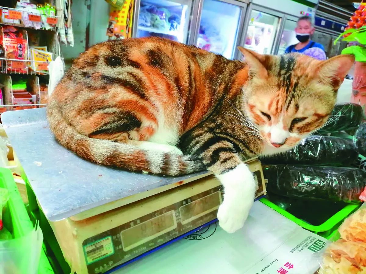 生活 快門 老闆，一斤多少？