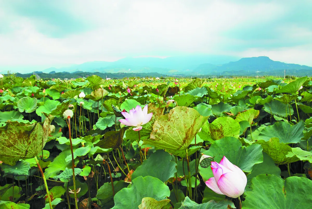 遊藝筆記 十二月令花卉 六月荷花 上
