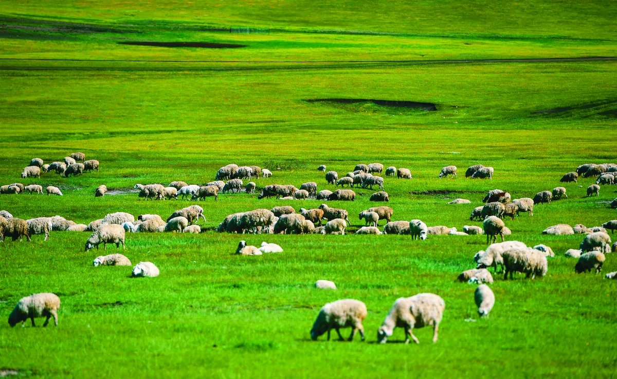 呼倫貝爾草原披綠裝