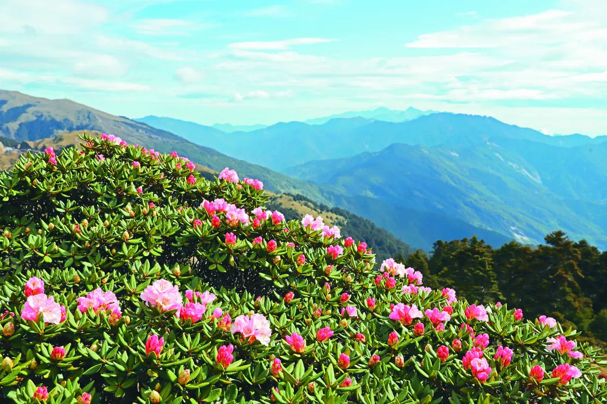 攝影欣賞 2021合歡山杜鵑繽紛盛放