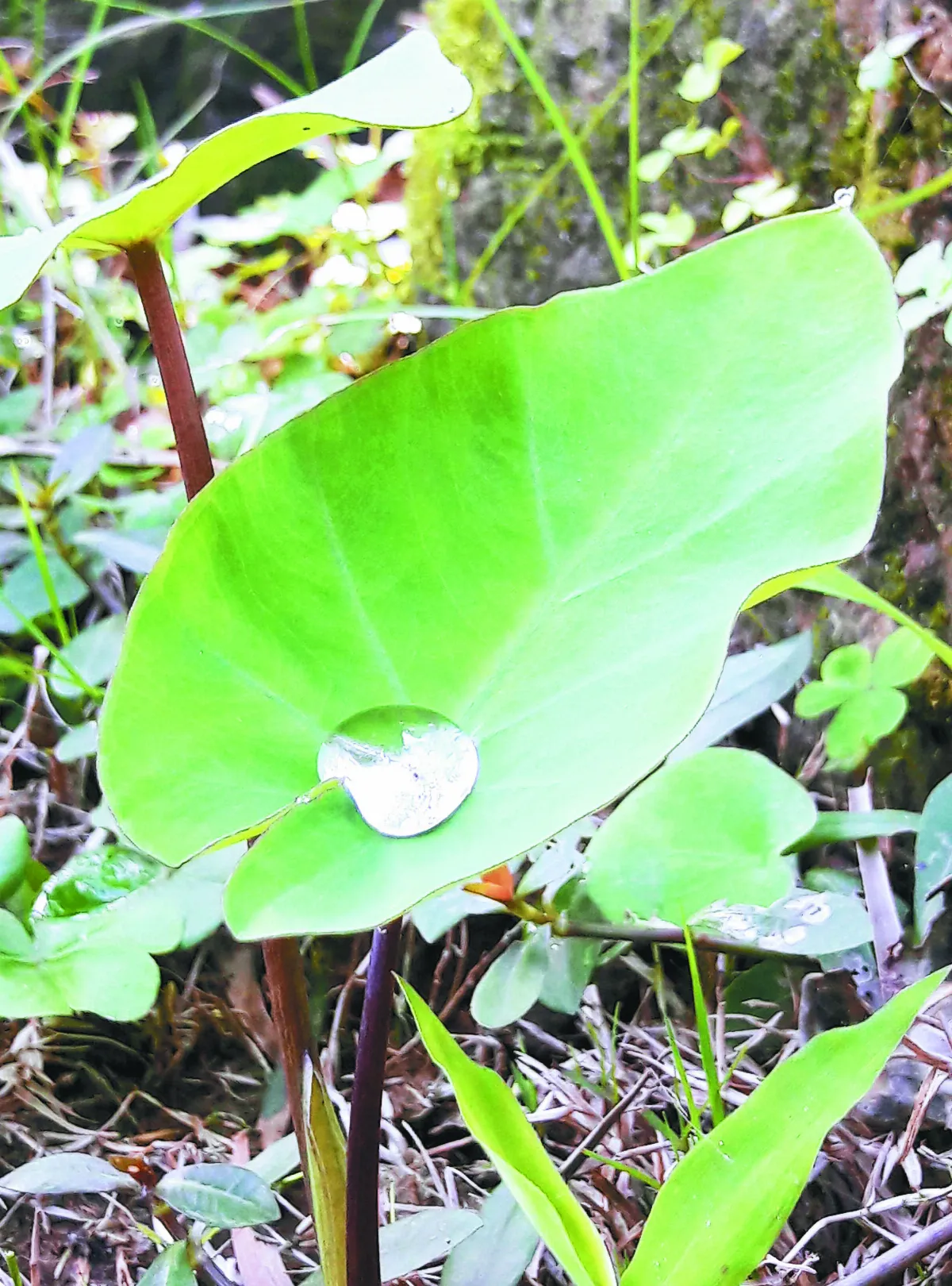 生命畫語 心中明珠