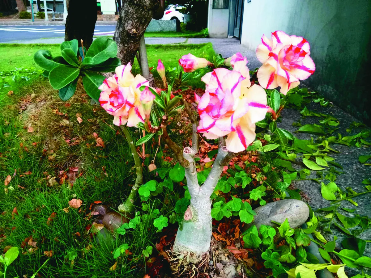 絢爛耀眼 沙漠玫瑰