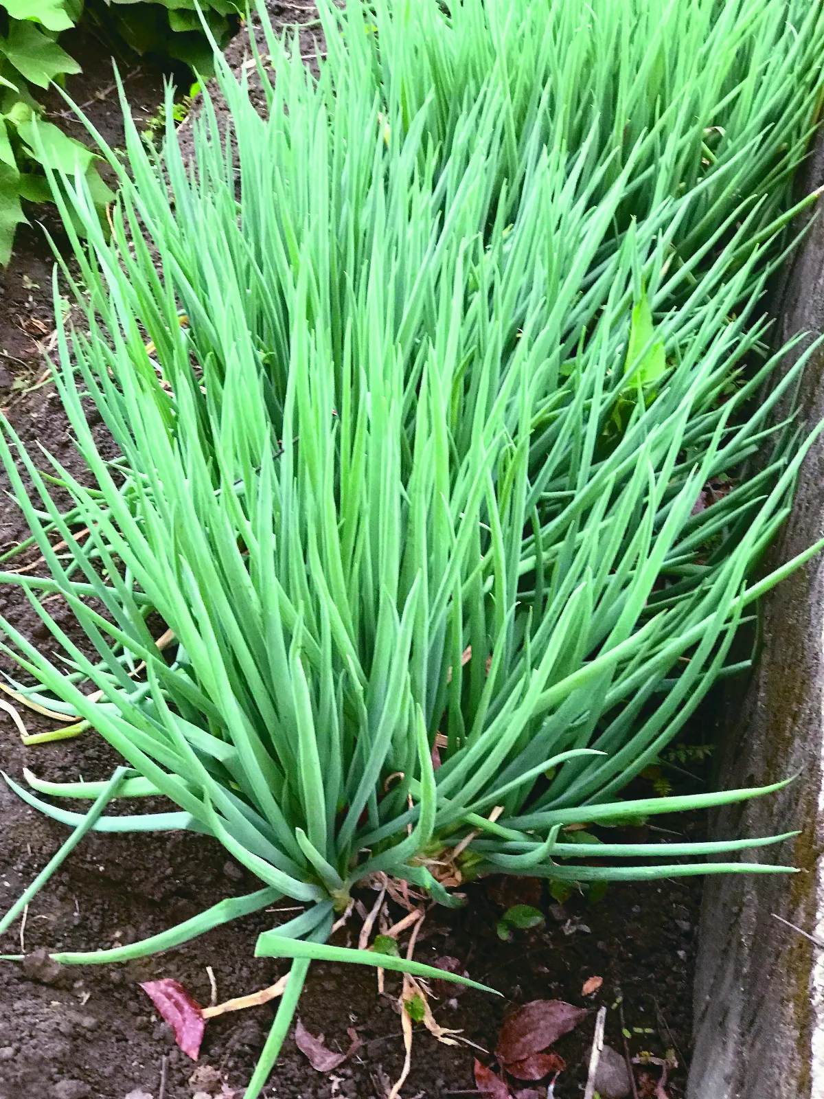 頂樓菜圃 種蔥小記