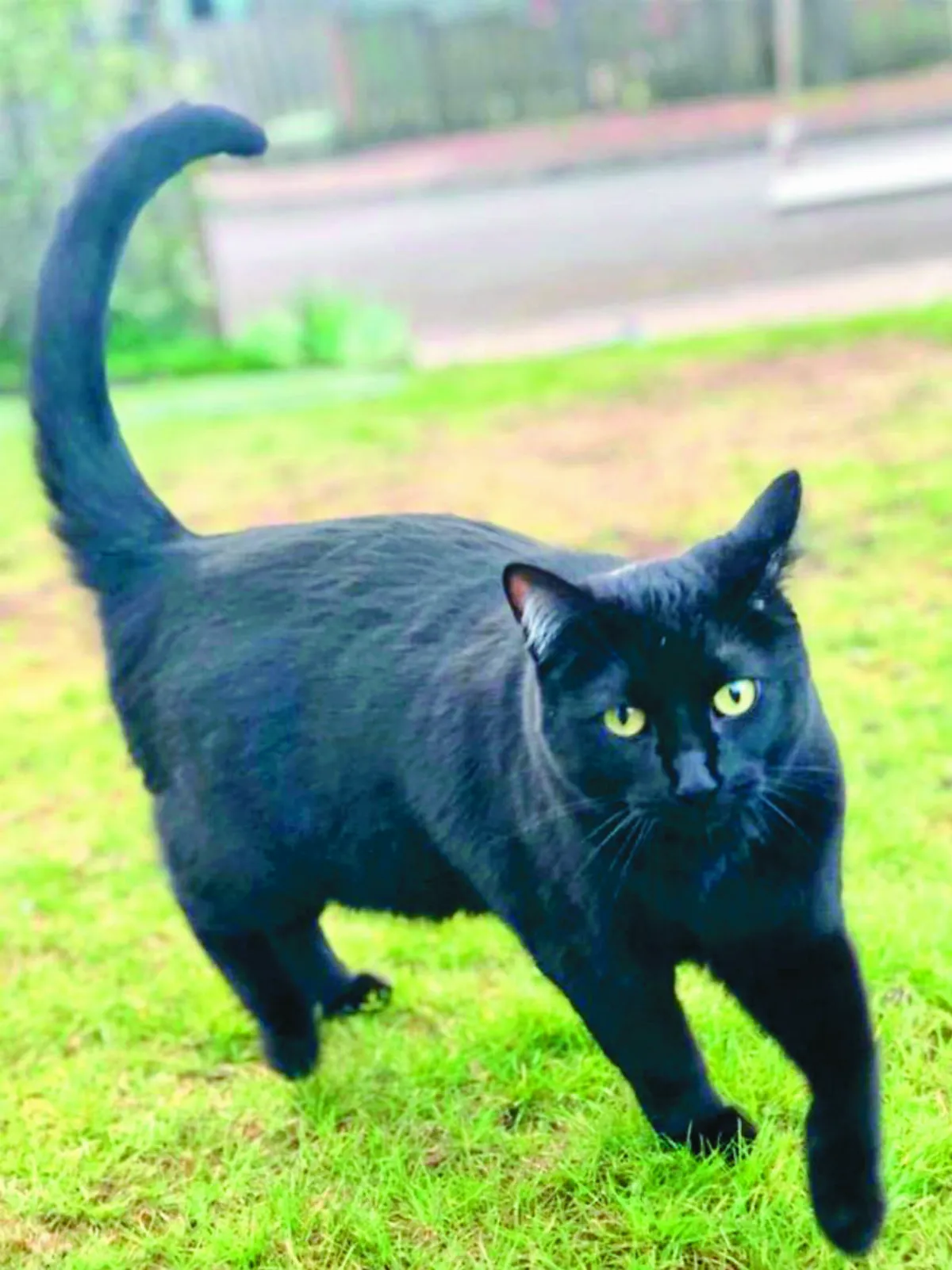 愛貓是賊  飼主立看板找失主