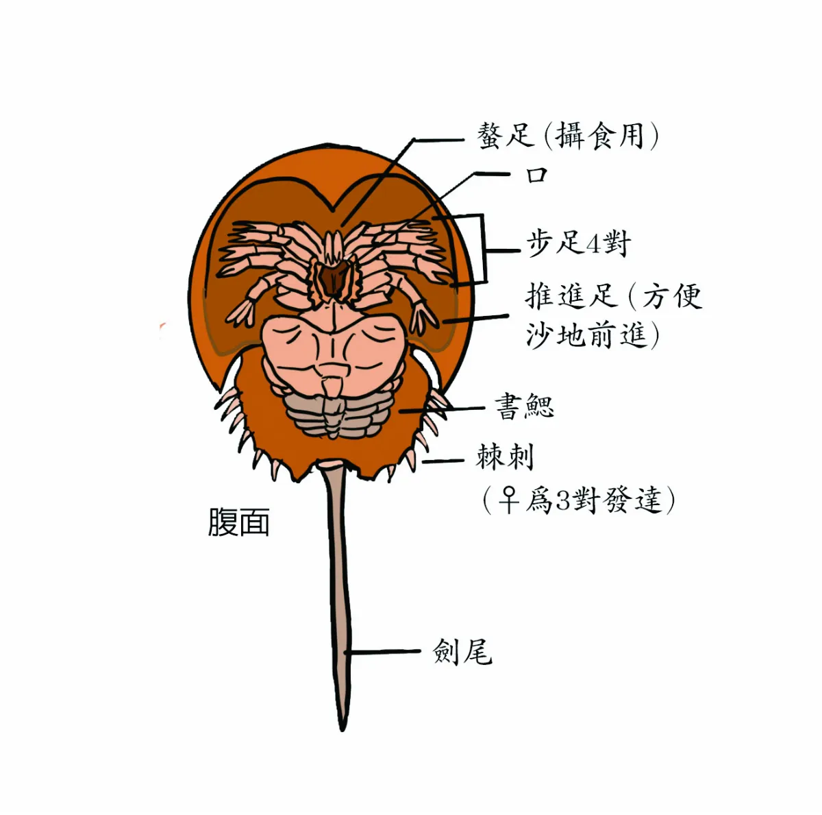 研發疫苗不能沒有牠  鱟