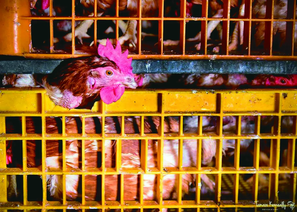 從農場到屠宰場 用鏡頭救雞蛋