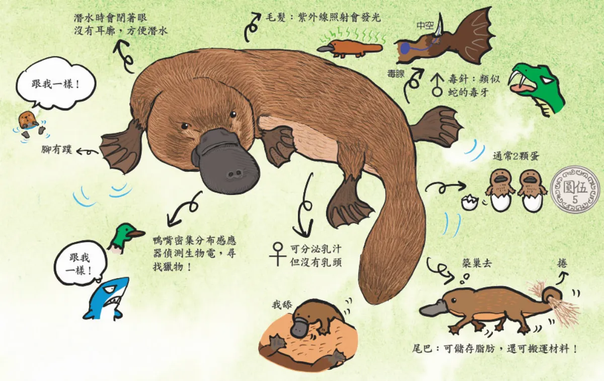 鴨嘴獸 上帝用剩餘零件拼湊？