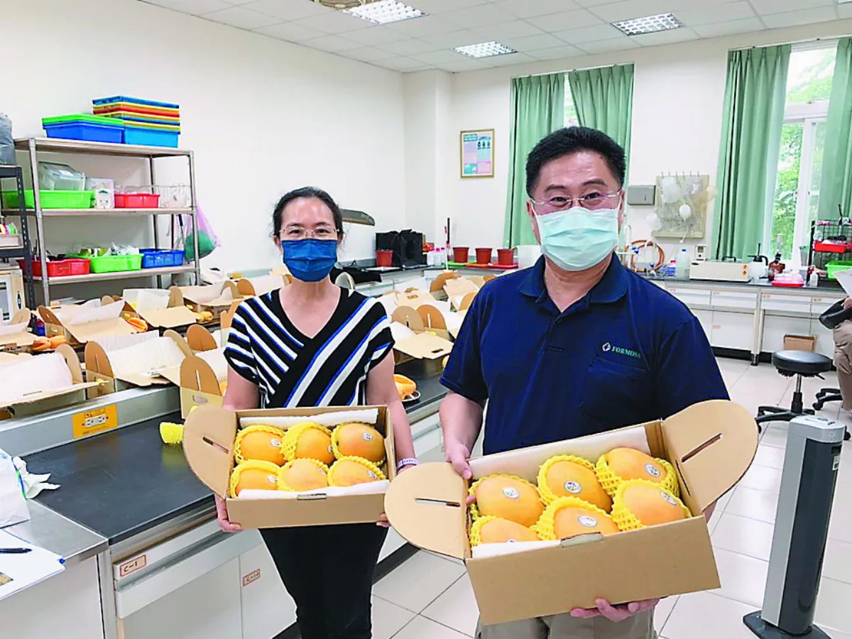 夏雪芒果評鑑　青農曾永忠拔頭籌