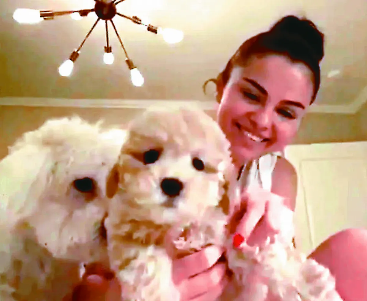 防疫在家 何妨成臨時浪浪中途