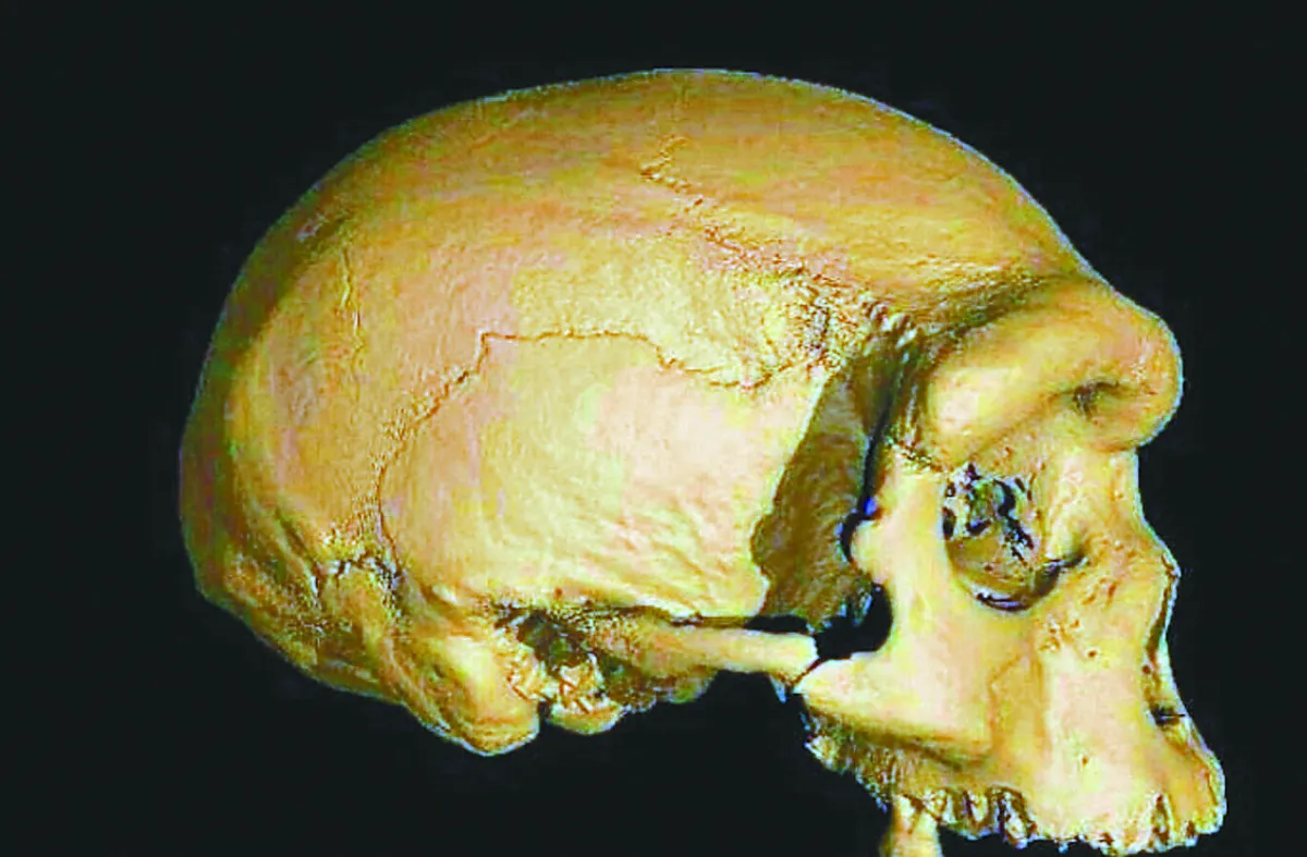 最新研究報告：新古代人種龍人 疑為人類最近親戚