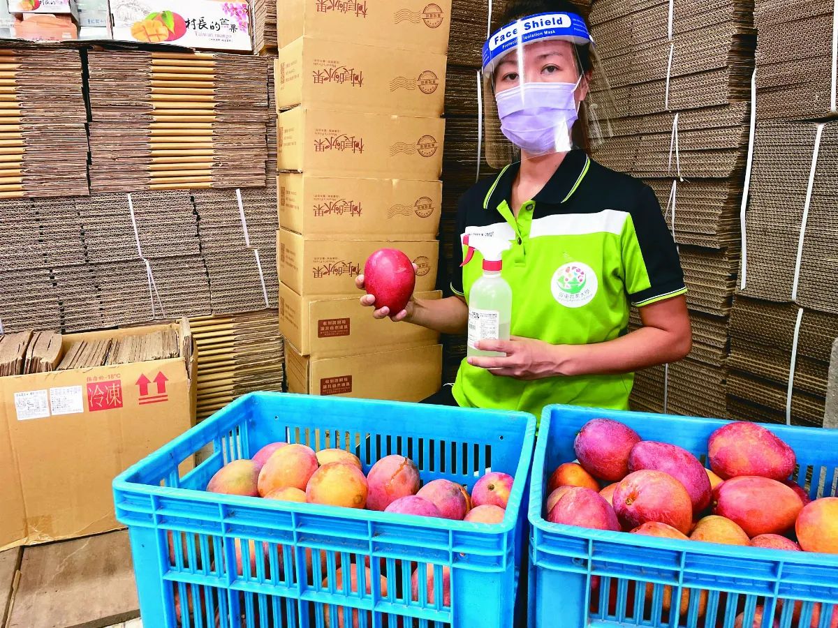 芒果滯銷 龍應台發文送暖 籲加倍網購