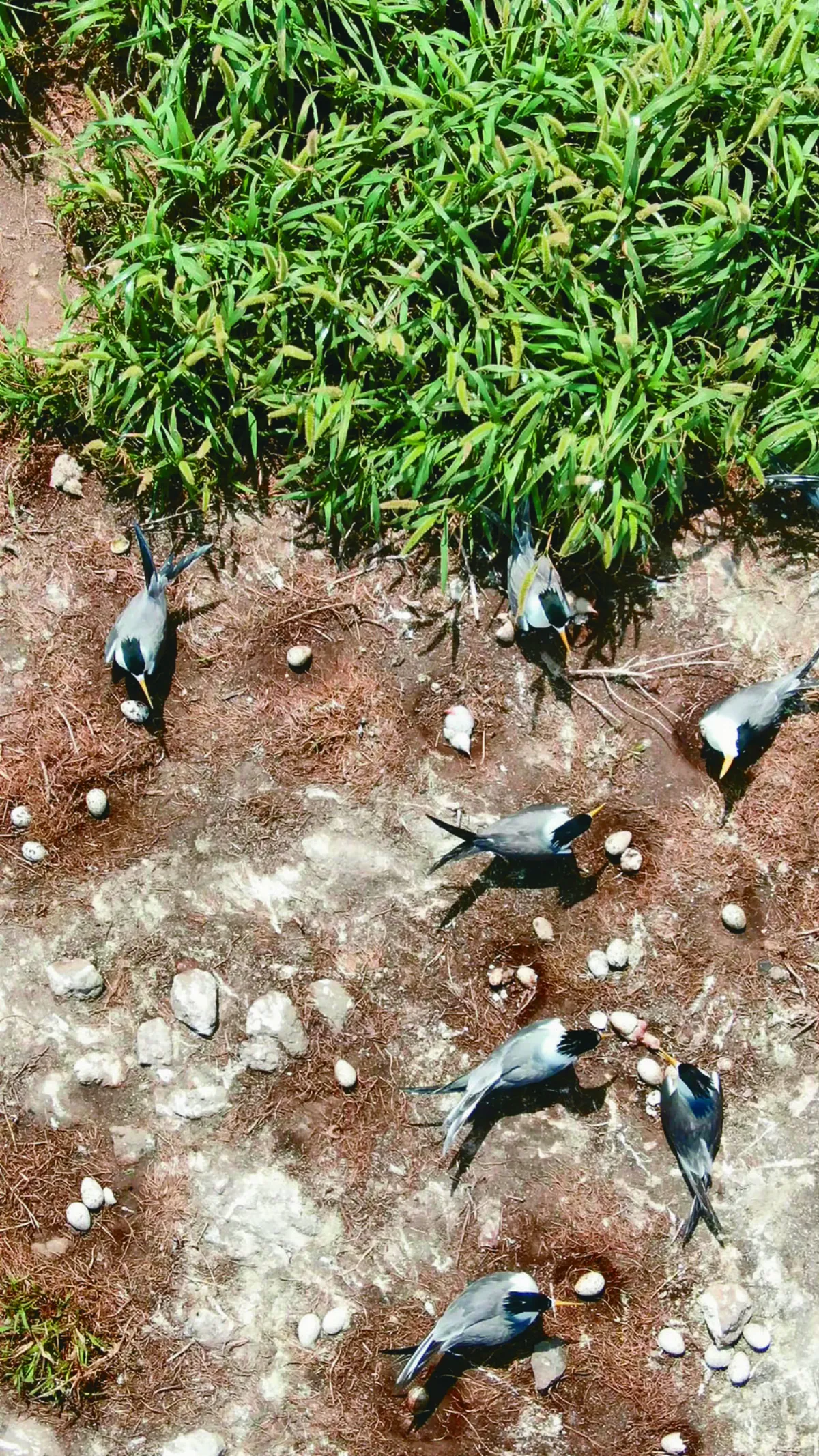 馬祖燕鷗季  6神話之鳥現蹤