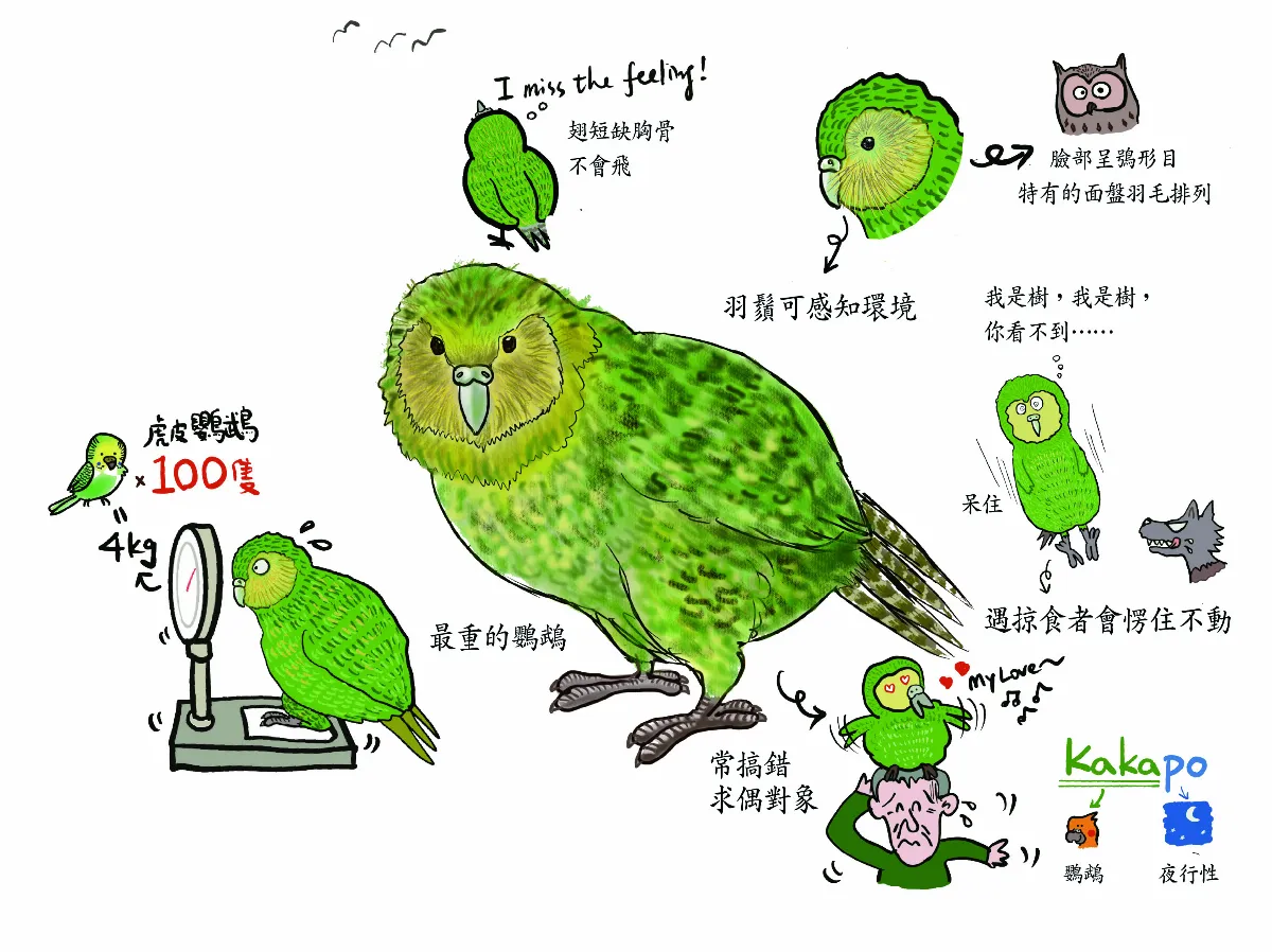 鴞鸚鵡 傻鳥有傻福