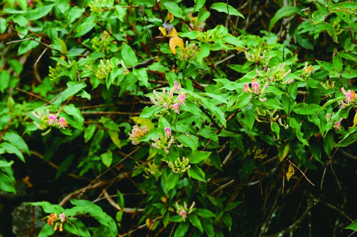台灣高山植物──120種以阿里山命名（上）