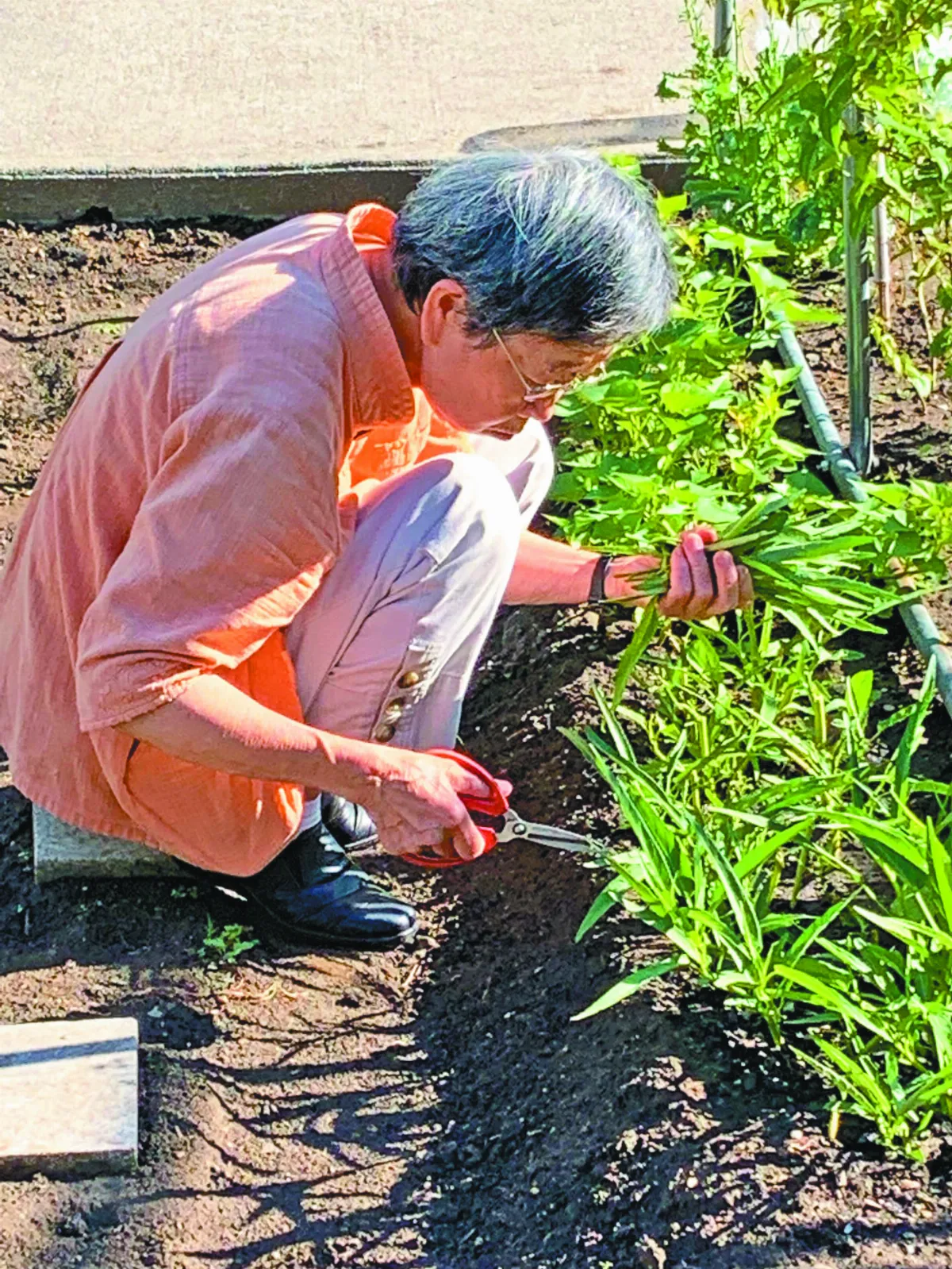紐約道場蔬果園 實踐環保心保