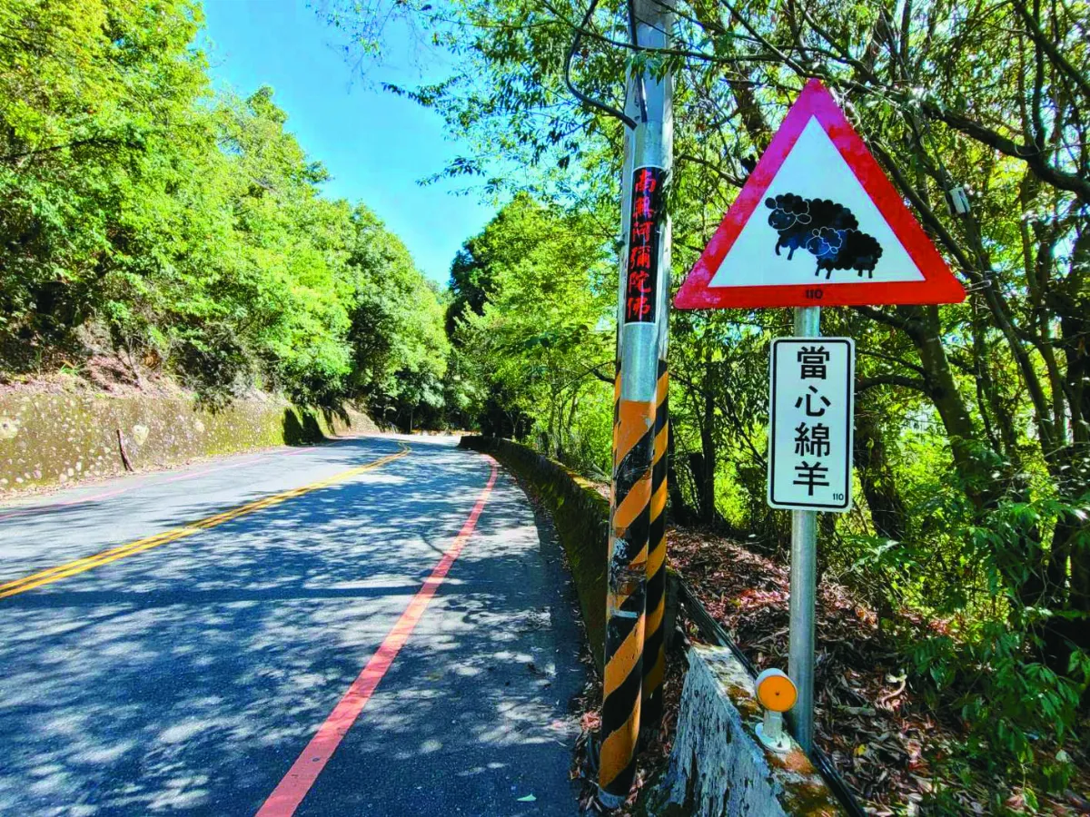 全台獨有 合歡山公路 設當心綿羊標誌