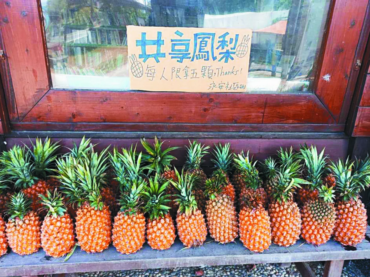 台東鳳梨崩盤 最高價僅7元