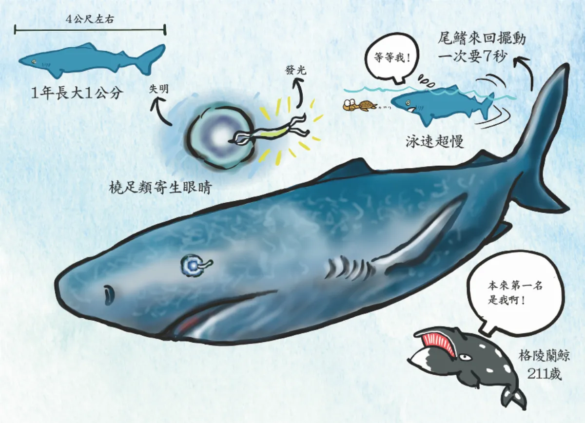 與達文西同年代 格陵蘭鯊最長壽動物