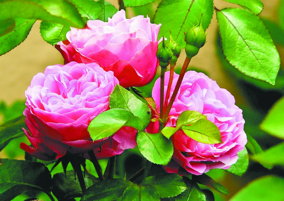 都市栽花記
