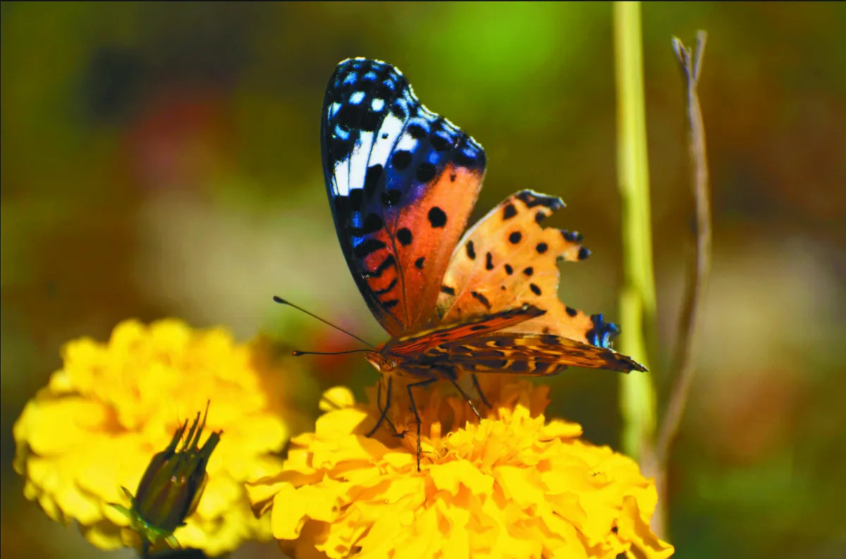 生命畫語 如是．蝶