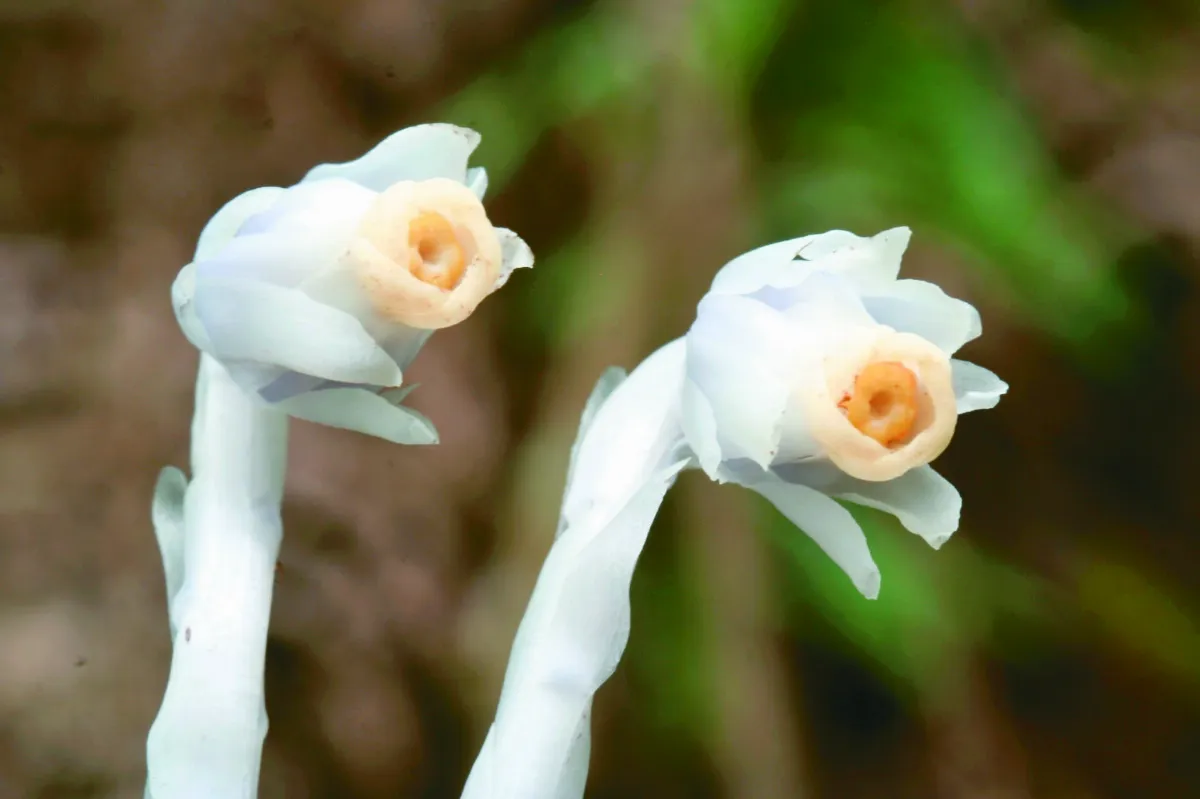 台灣高山植物 ──120種以阿里山命名（下）